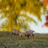 奈良公園