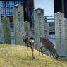 奈良公園