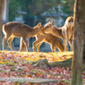 奈良公園