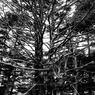 Branches Spread