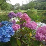烏ヶ森公園の池のカラフルアジサイ（6月21日）