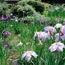 薬師池公園②（フィルム）