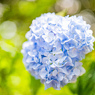 紫陽花