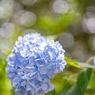紫陽花
