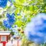 紫陽花