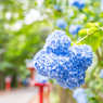 紫陽花