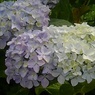 薄紫と白が交わるアジサイ（6月21日）