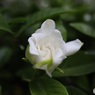 ほころぶ蕾