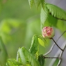 何の花？