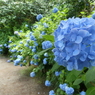 紫陽花の小径
