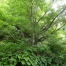 岩から生えたモミジ