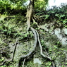 岩に根を張る