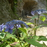 浄智寺の紫陽花