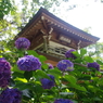 浄智寺鐘楼門と紫陽花(２)