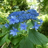青い墨田の花火