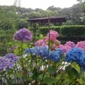 烏ヶ森公園の池の休憩所と多彩なアジサイ（6月21日）