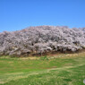 根岸森林公園