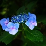 ほんのり紫陽花