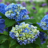 紫陽花を楽しむ ⑬