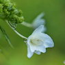 紫陽花を楽しむ ⑭
