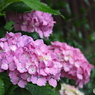 紫陽花を楽しむ ⑮