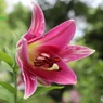 百合の花