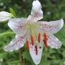 ユリの花