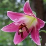 ユリの花