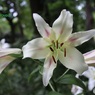 ユリの花