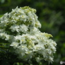 紫陽花を楽しむ ⑰
