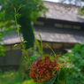 夏草　P1088032zz