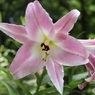 ユリの花