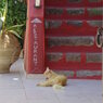 エーゲ海猫16