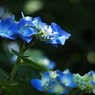 紫陽花を楽しむ ⑲