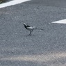 白線通りますよ