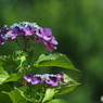 紫陽花を楽しむ ㉒