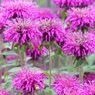 夏の花2(モナルダ)
