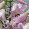 夏の花2(百合の花)