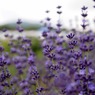 photo_1306748