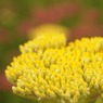 photo_1306751