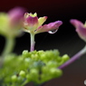 紫陽花を楽しむ  ㉓