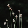 ヘラオオバコ　１