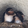 ・ツバメの巣立ち15日目