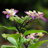 紫陽花を楽しむ ㉖
