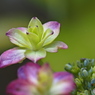 紫陽花を楽しむ ㉗