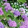 本土寺の紫陽花12
