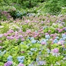 本土寺の紫陽花13