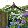 本土寺の紫陽花14