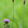 夏の道草
