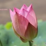 鉢植えの蓮